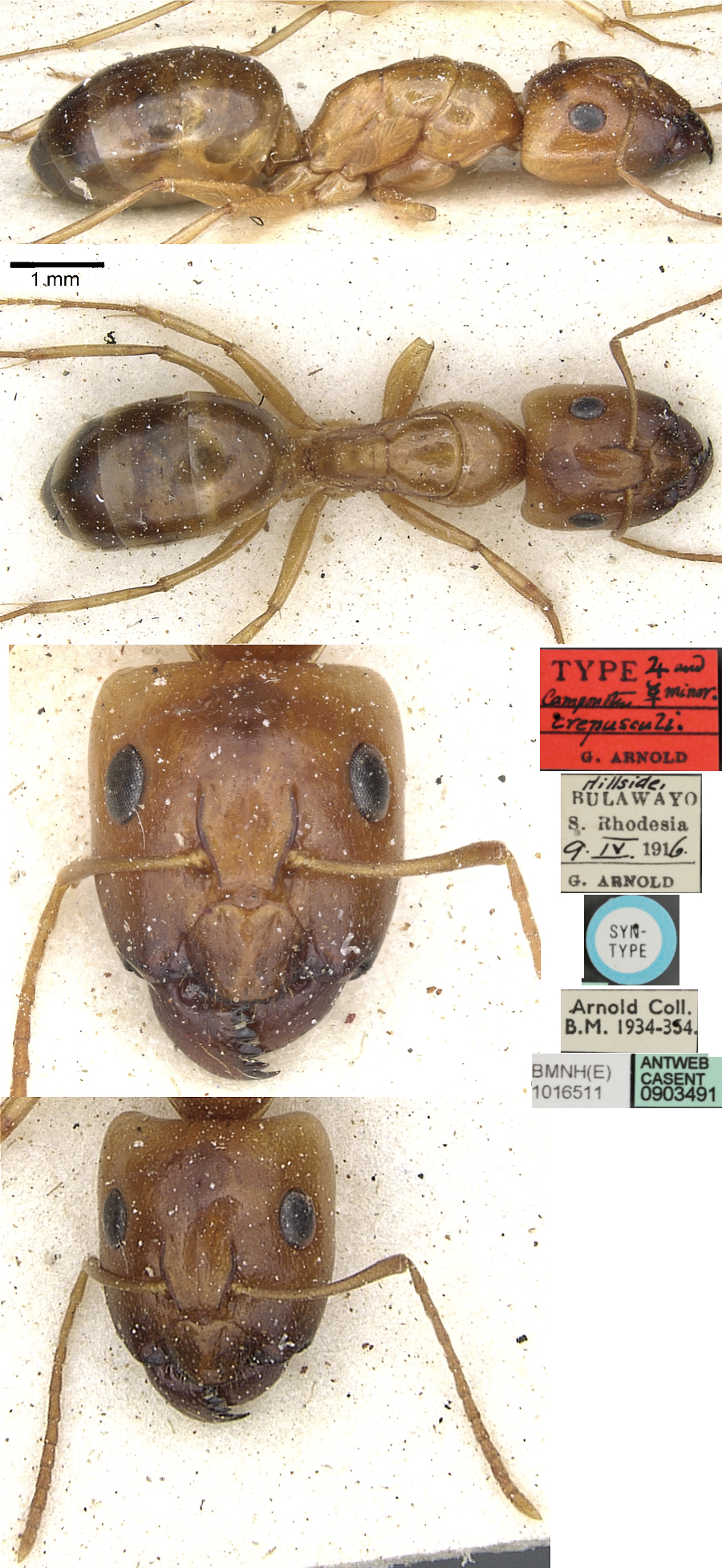 {Camponotus crepusculi major}