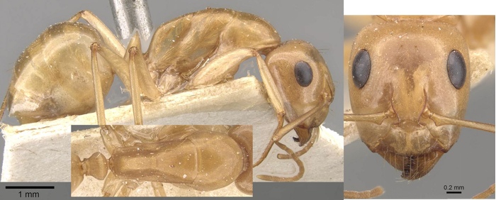 {Camponotus cuneiscapus major}