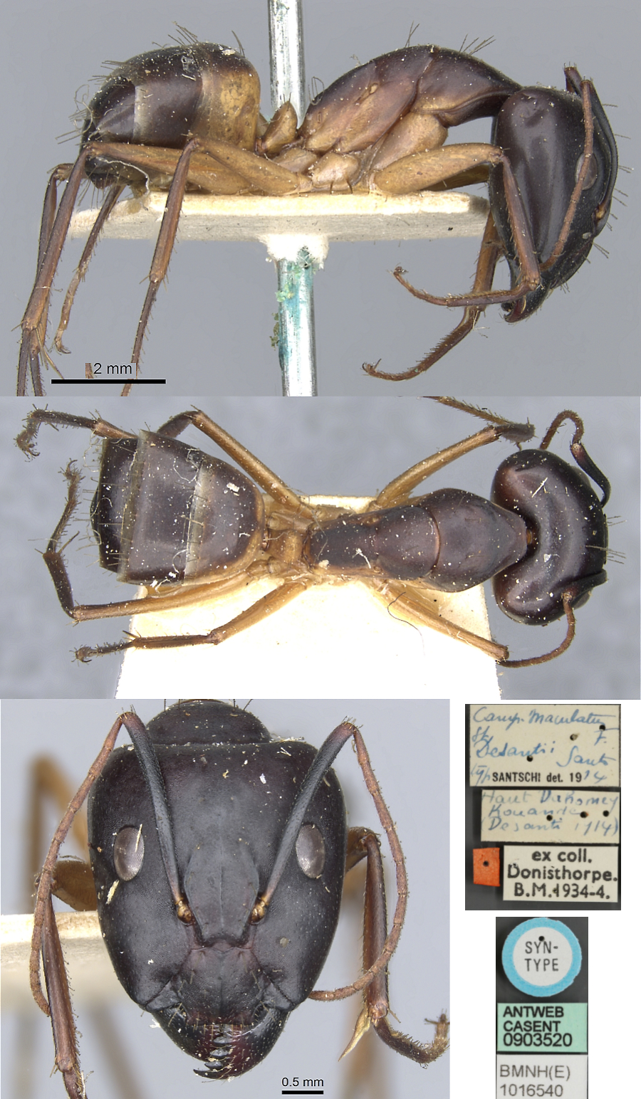 Camponotus desantii major