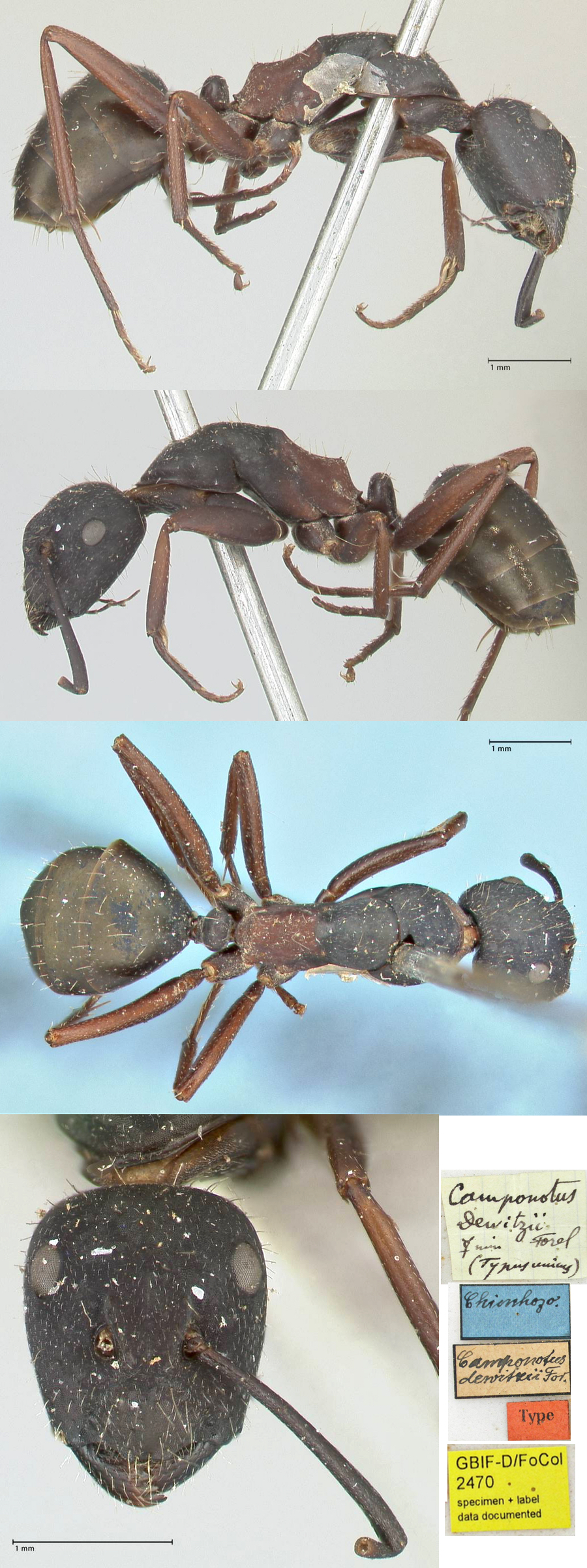 Camponotus dewitzii major