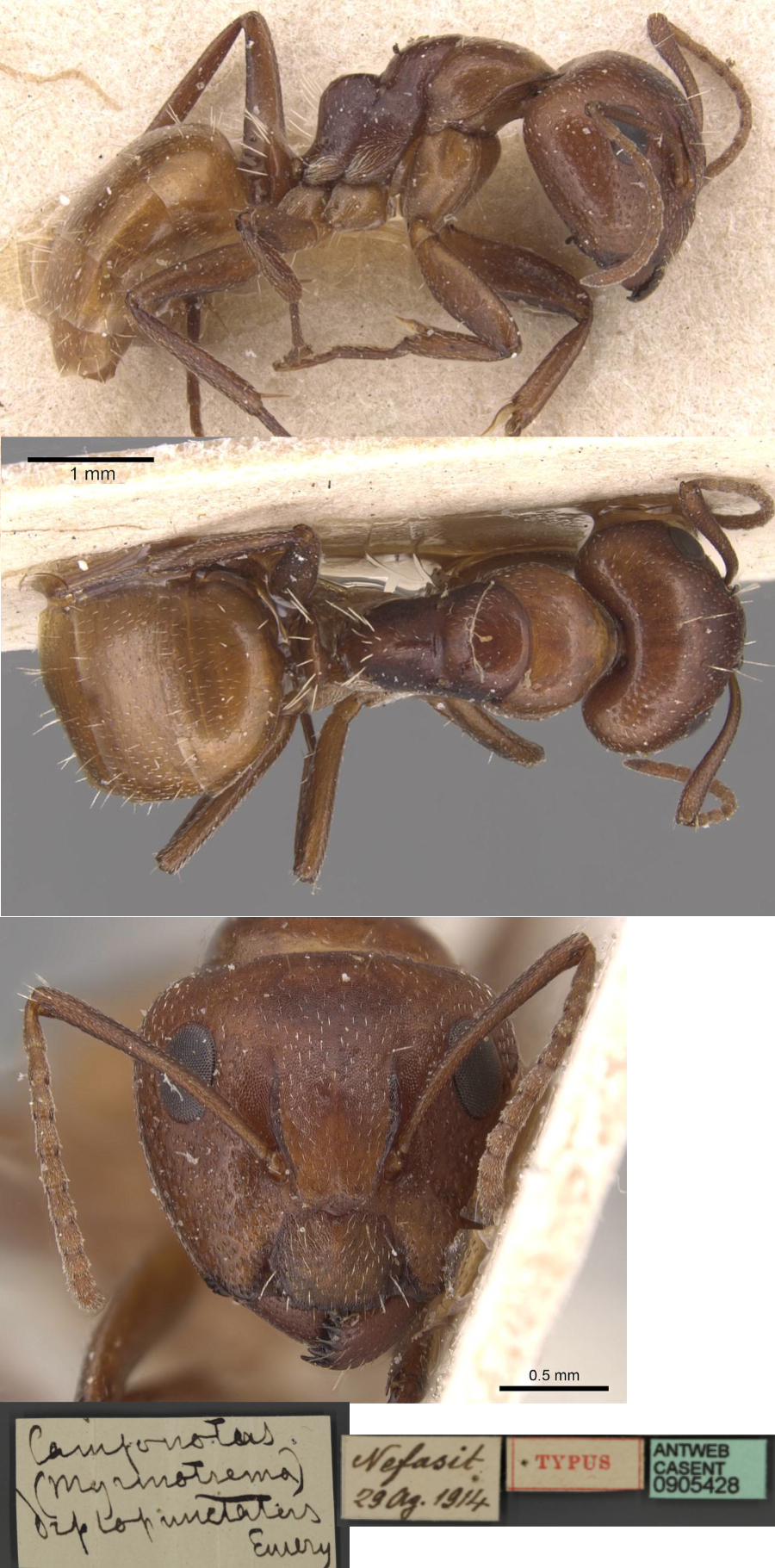 {Camponotus diplopunctatus major}