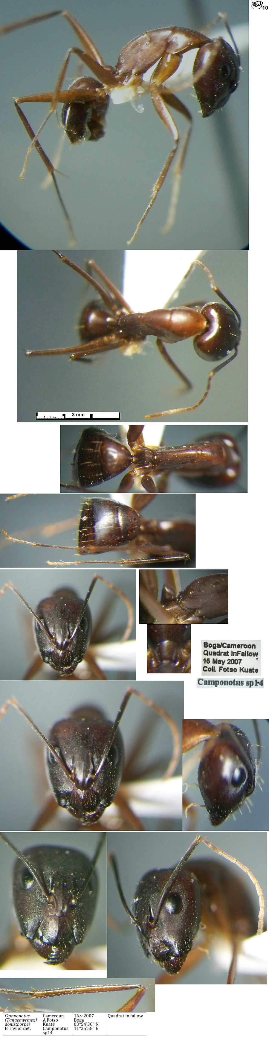 {Camponotus donisthorpei major}
