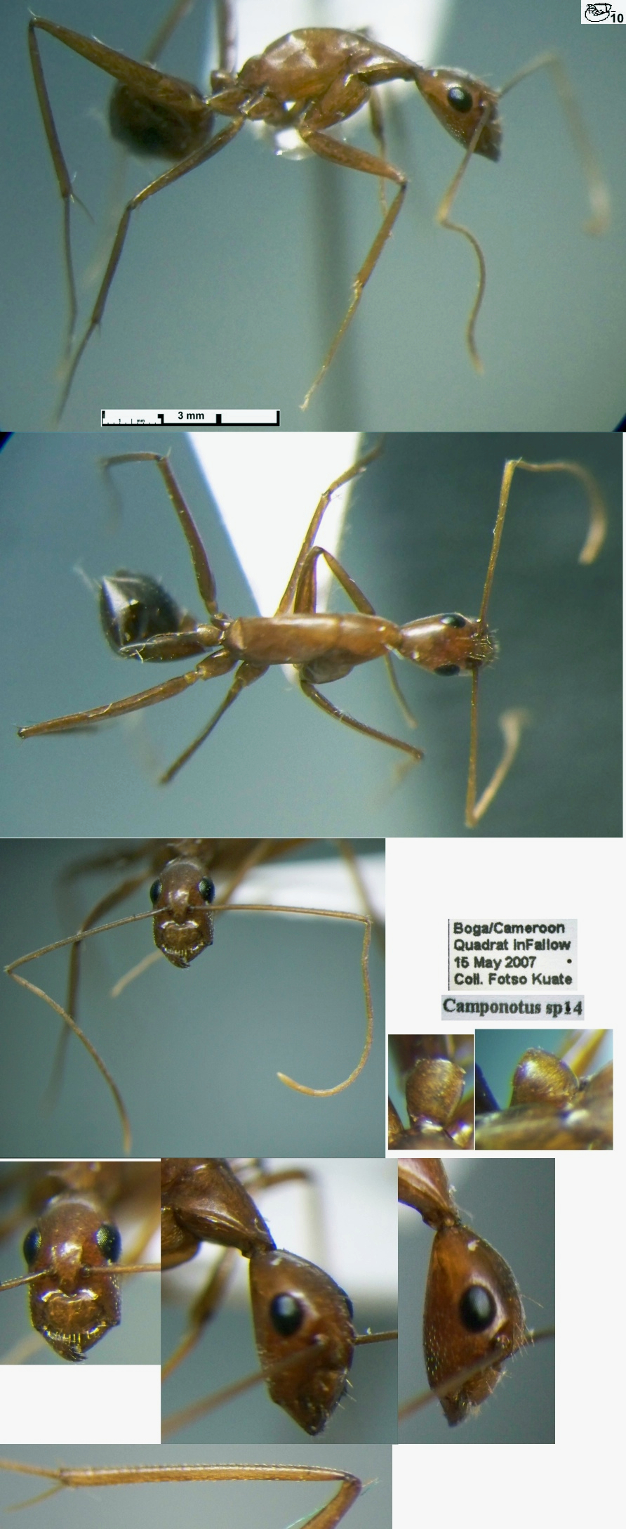 {Camponotus donisthorpei minor}
