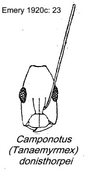 {Camponotus (Tanaemyrmex) donisthorpei}