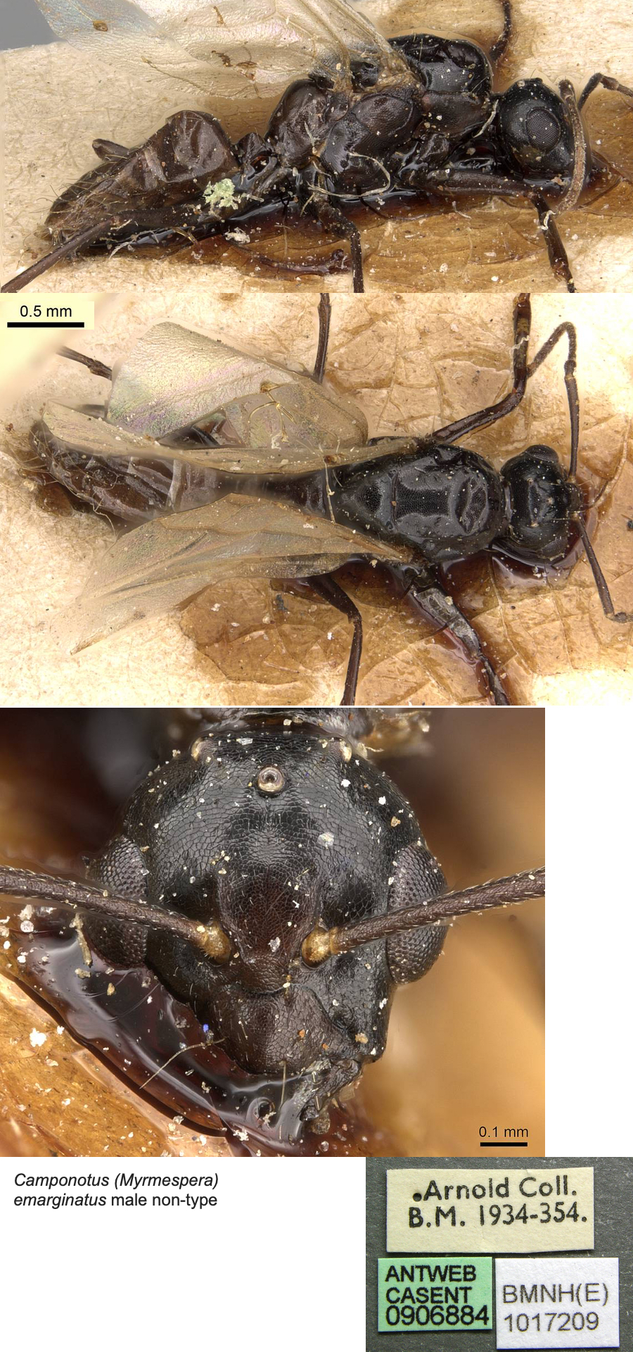 {Camponotus emarginatus male}