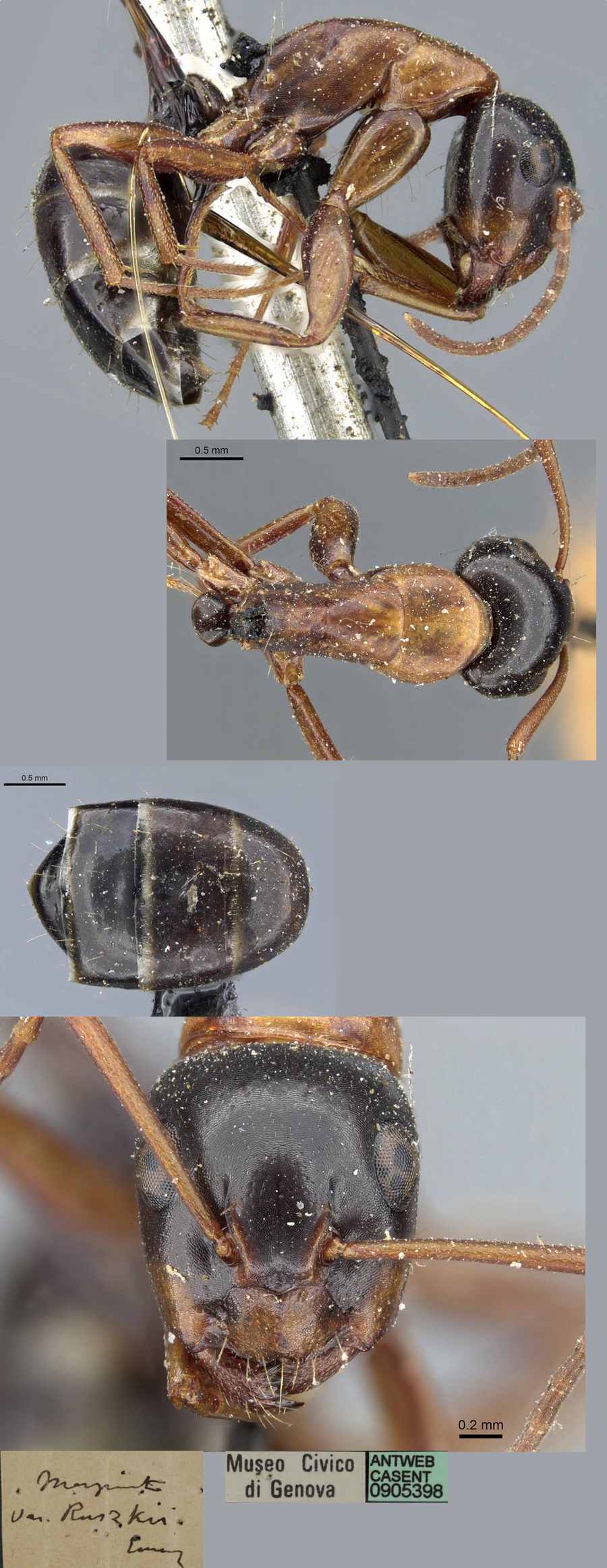 Camponotus fallax major