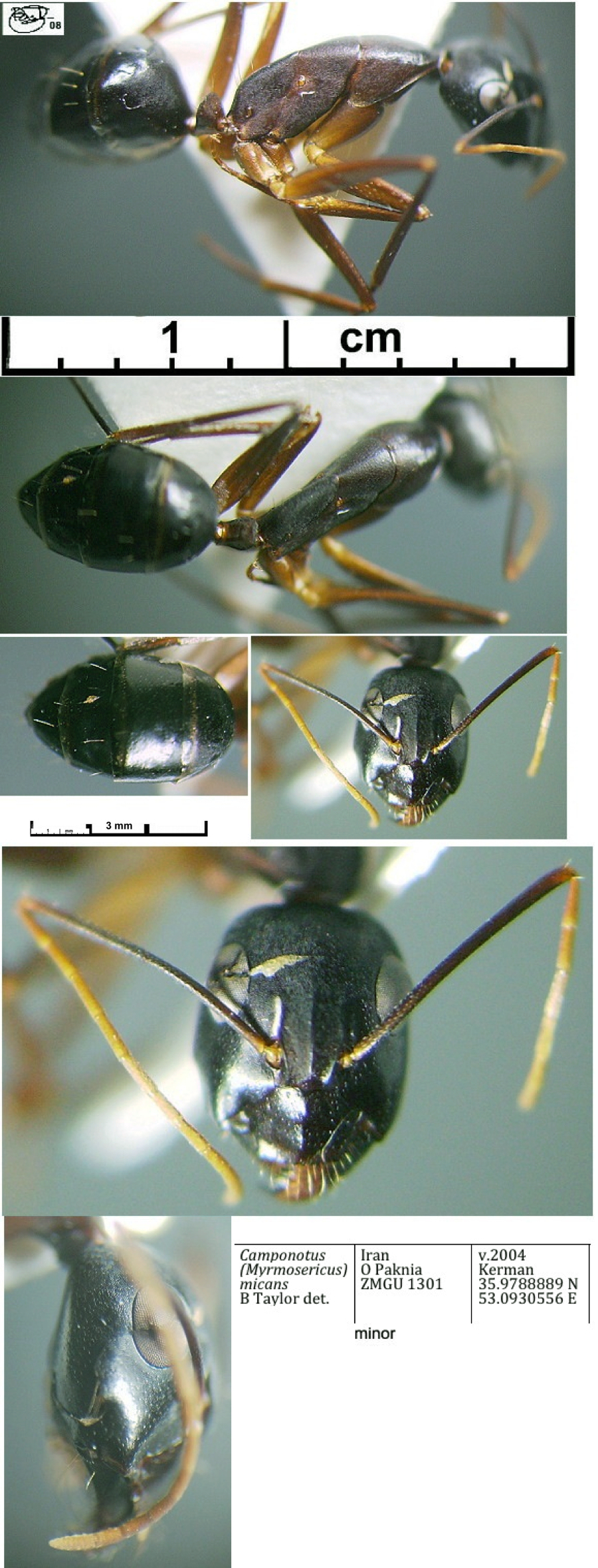 {Camponotus fellah Iran form minor}