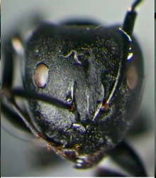 {Camponotus flavomarginatus major head}