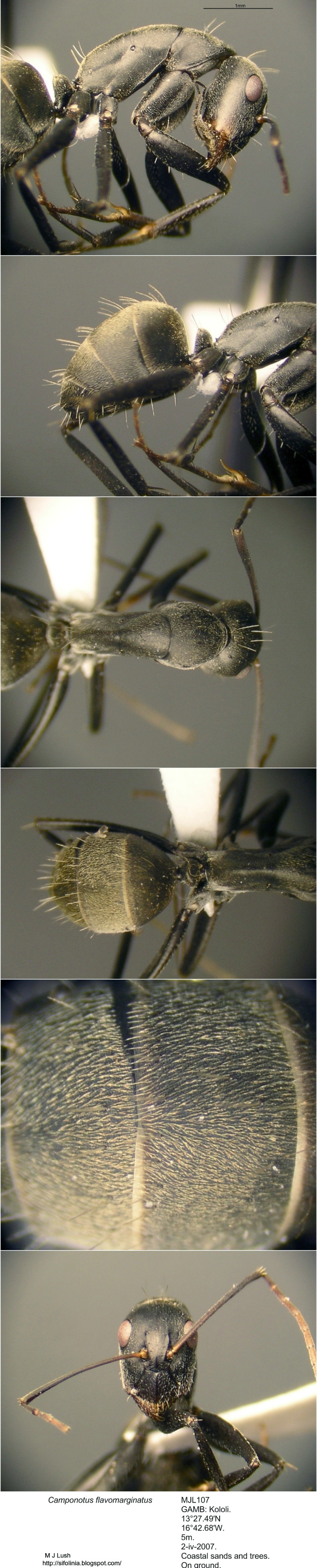 {Camponotus flavomarginatus gambia}
