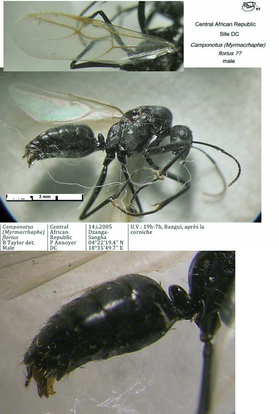 {Camponotus florius male ?}