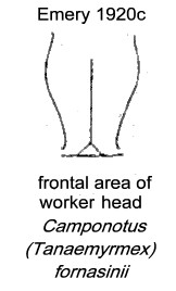 {Camponotus (Tanaemyrmex) fornasinii}