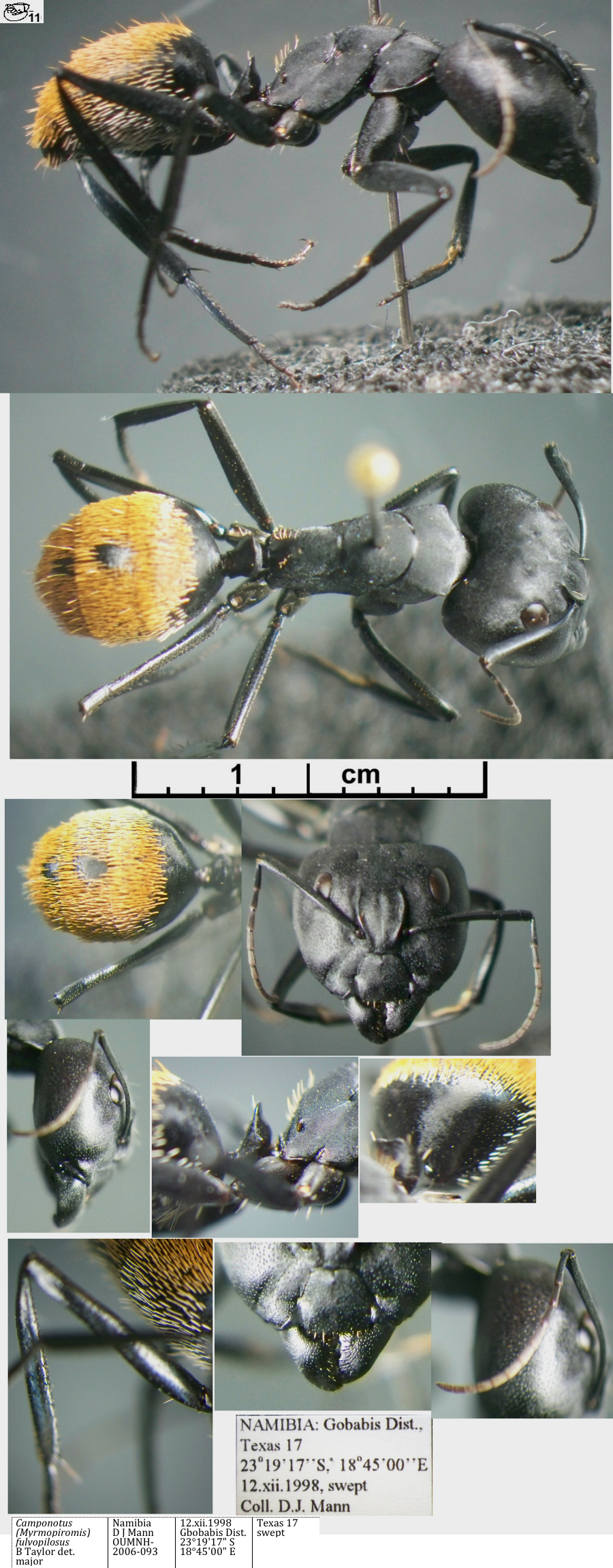 {Camponotus fulvopilosus major}
