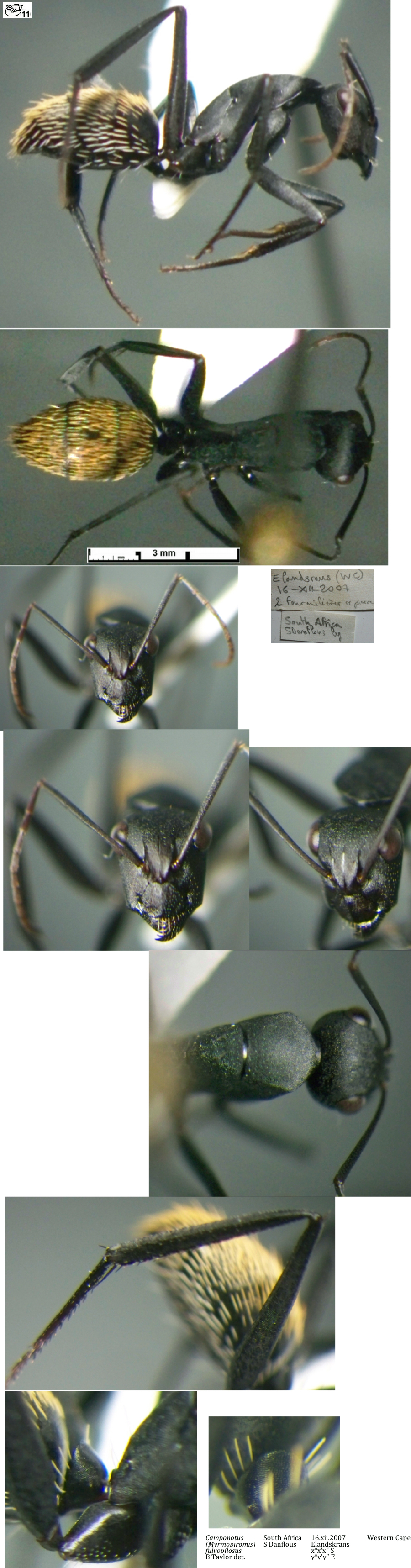 {Camponotus fulvopilosus minor}