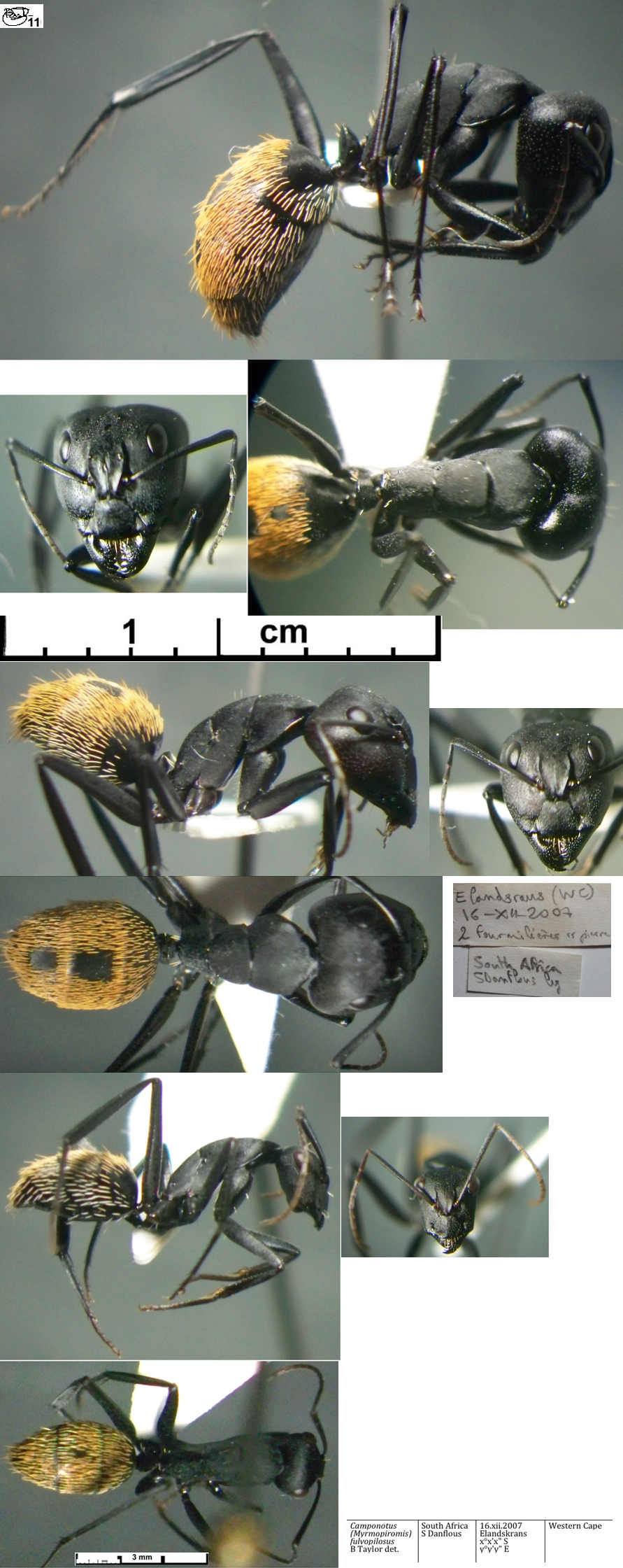 {Camponotus fulvopilosus polymorphism}
