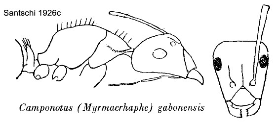 {Camponotus (Myrmacrhaphe) gabonensis}
