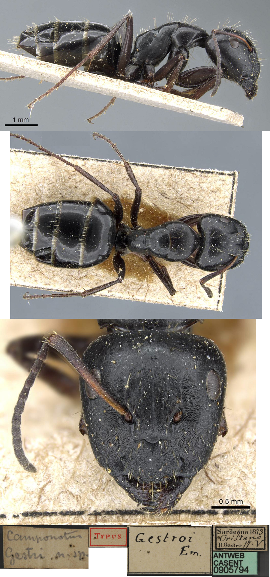 Camponotus gestroi major