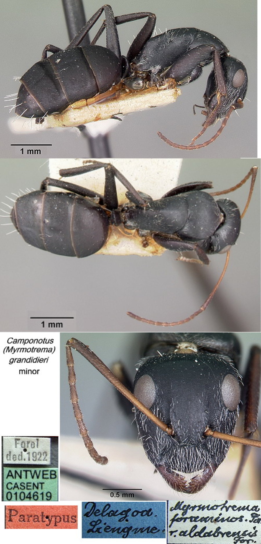 {Camponotus grandidieri minor}