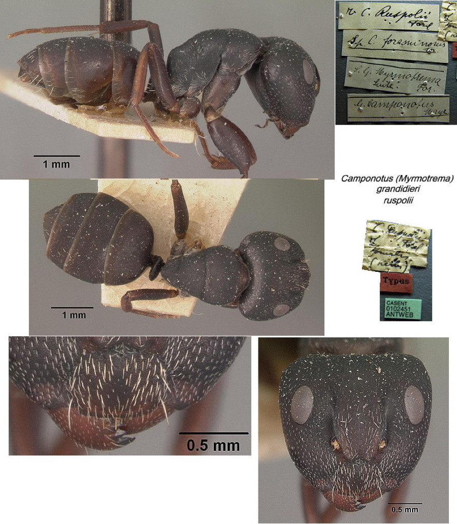 {Camponotus grandidieri ruspolii major}