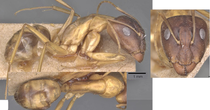 {Camponotus guttatus major}
