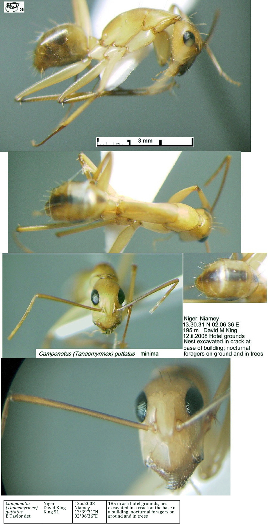 {Camponotus guttatus minima}