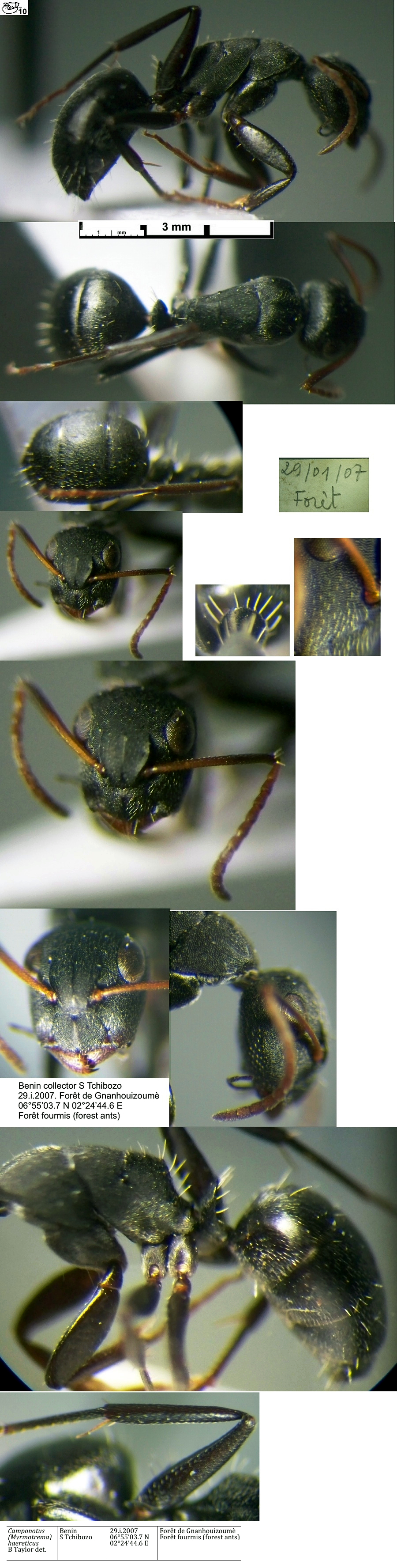 {Camponotus haereticus minor}