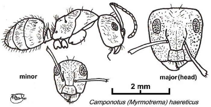 {Camponotus (Myrmotrema) haereticus}