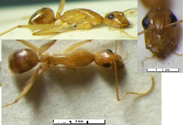 {Camponotus maculatus hannae minor}