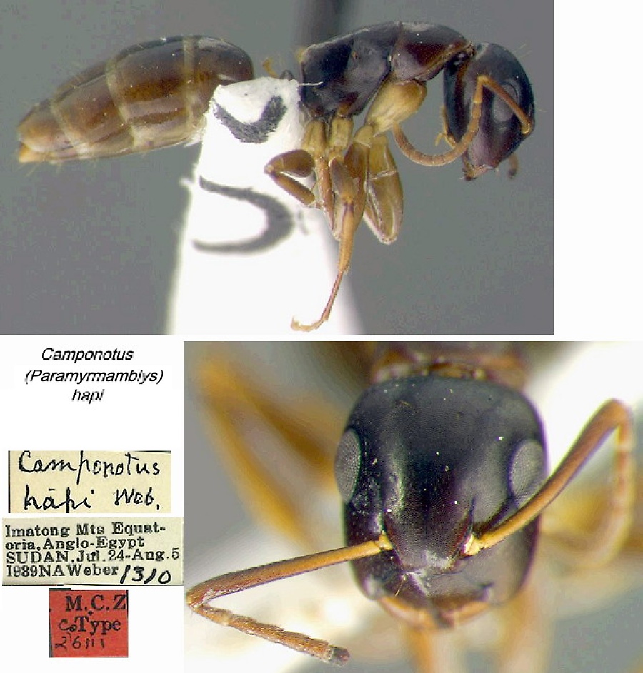 {Camponotus hapi worker}