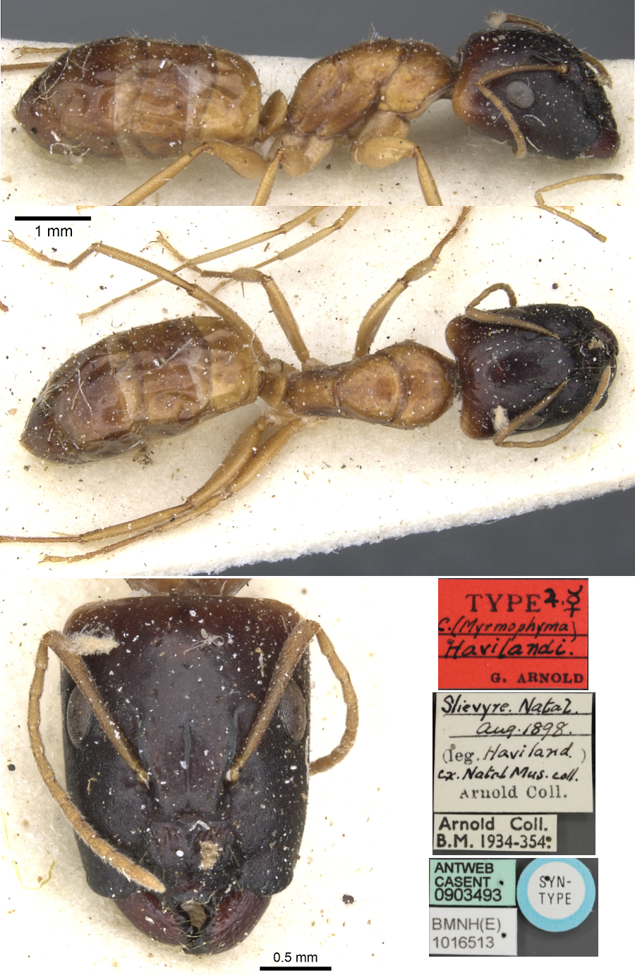 Camponotus havilandi major