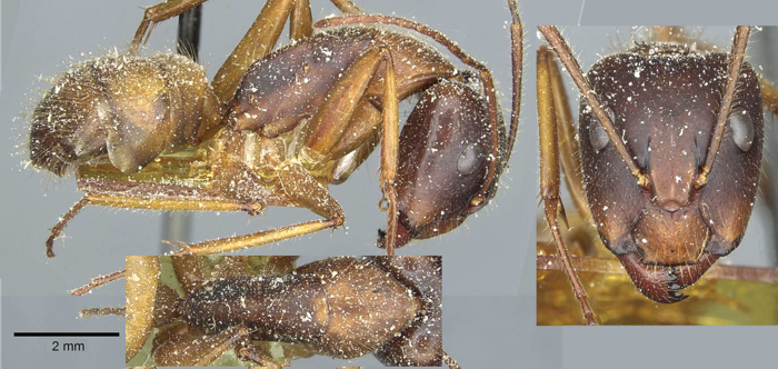 Camponotus immigrans major