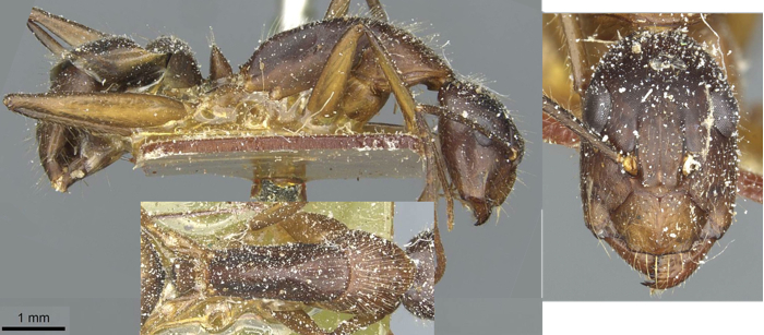 Camponotus immigrans minor