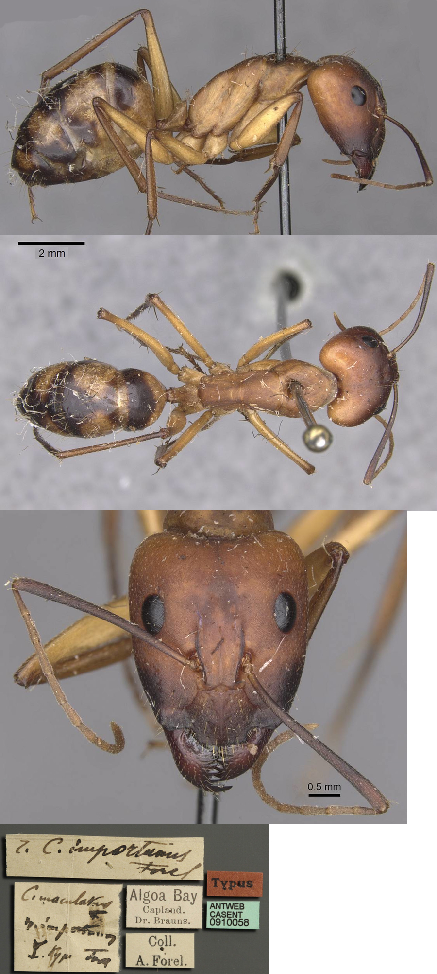 {Camponotus importunus major}