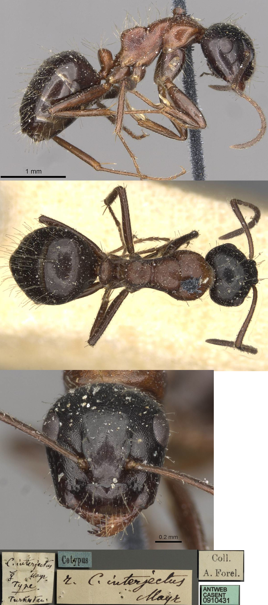 Camponotus interjectus minor