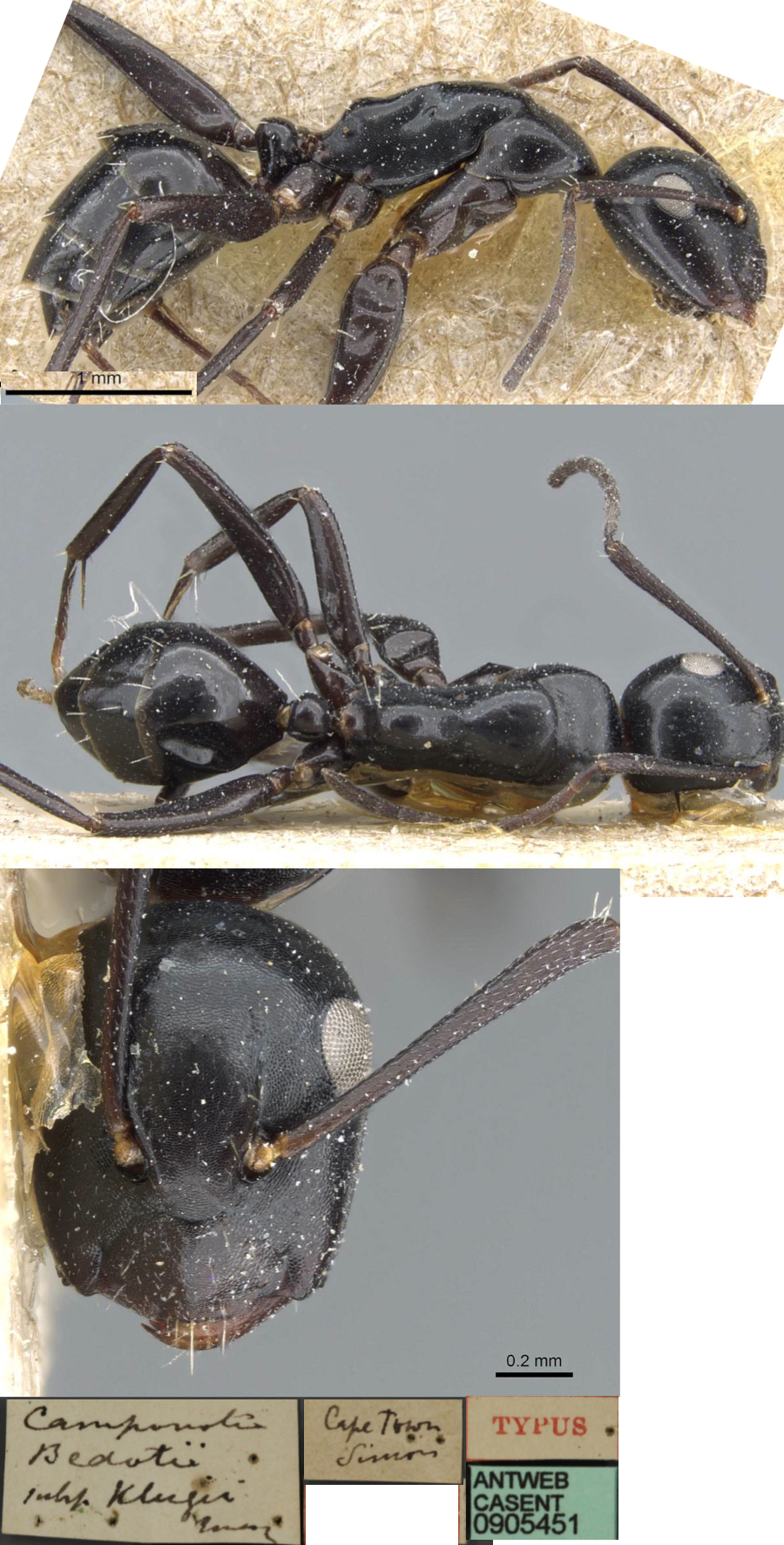 {Camponotus klugii minor}