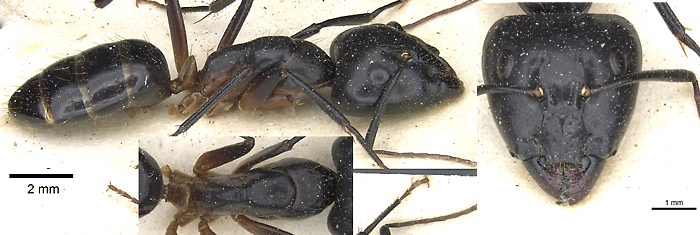 Camponotus knysnae major