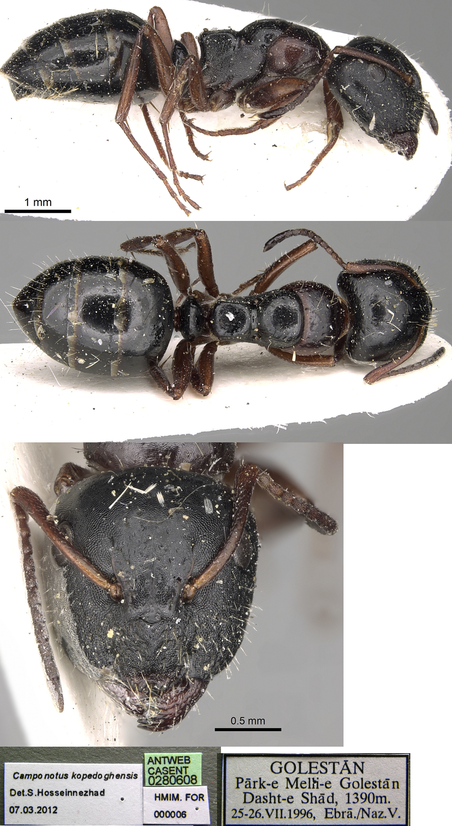Camponotus kopatdaghensis major