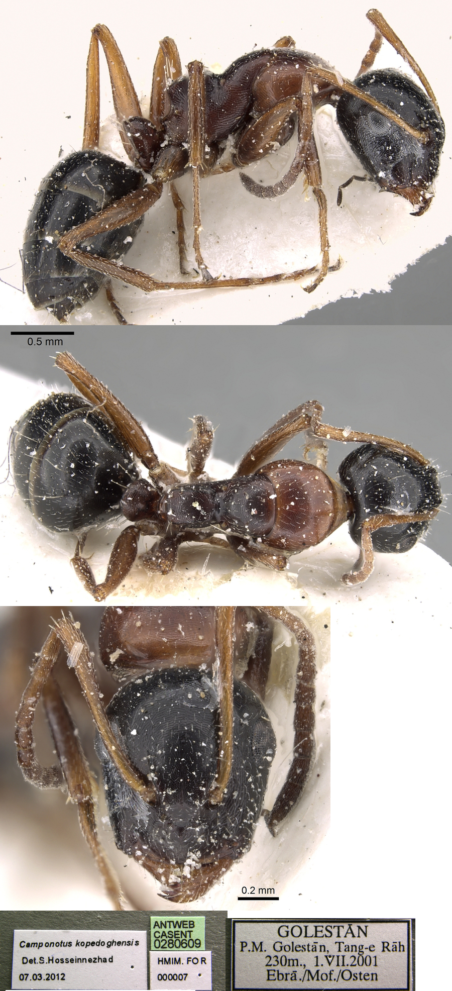 Camponotus kopatdaghensis minor