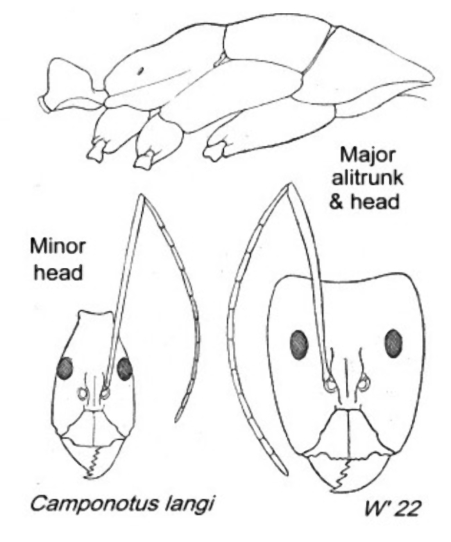 {Camponotus (Myrmotrema) langi}