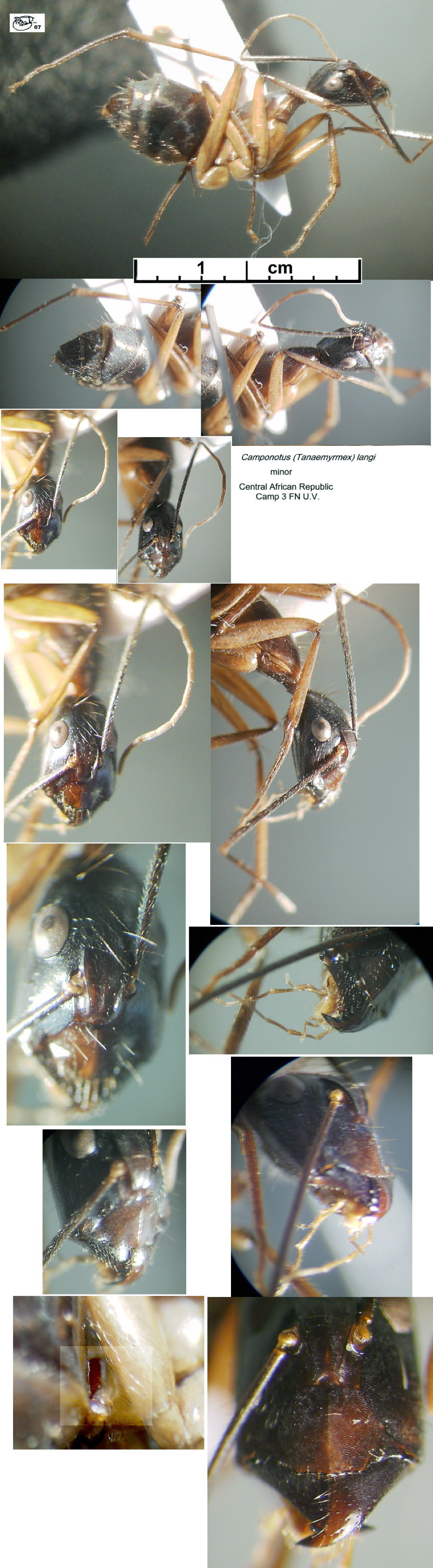 Camponotus langi