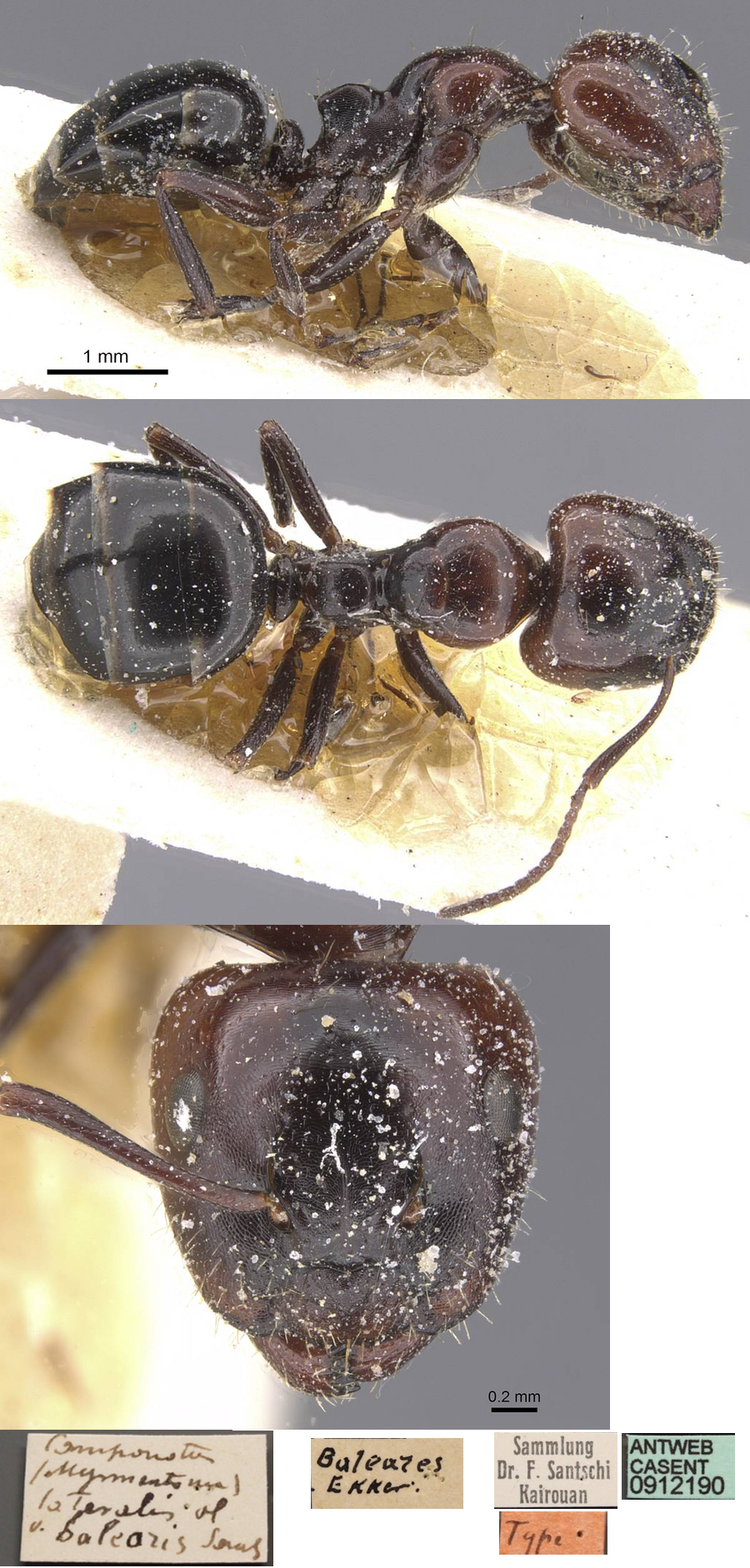 Camponotus lateralis major