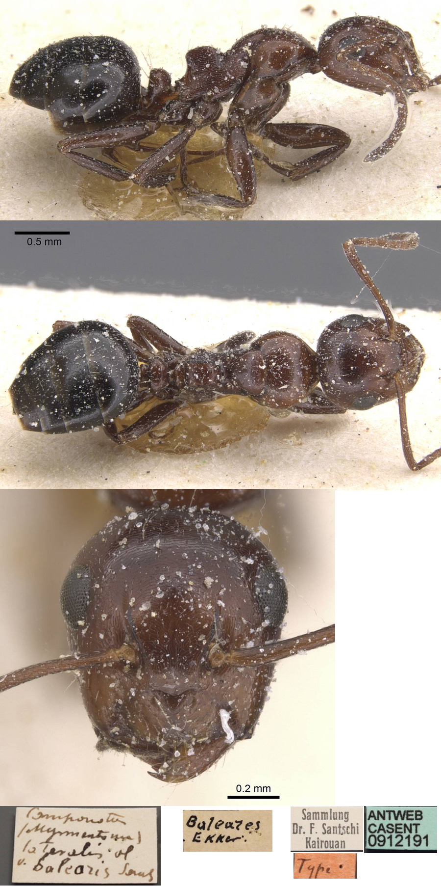 Camponotus lateralis minor