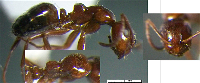 Camponotus lateralis minor