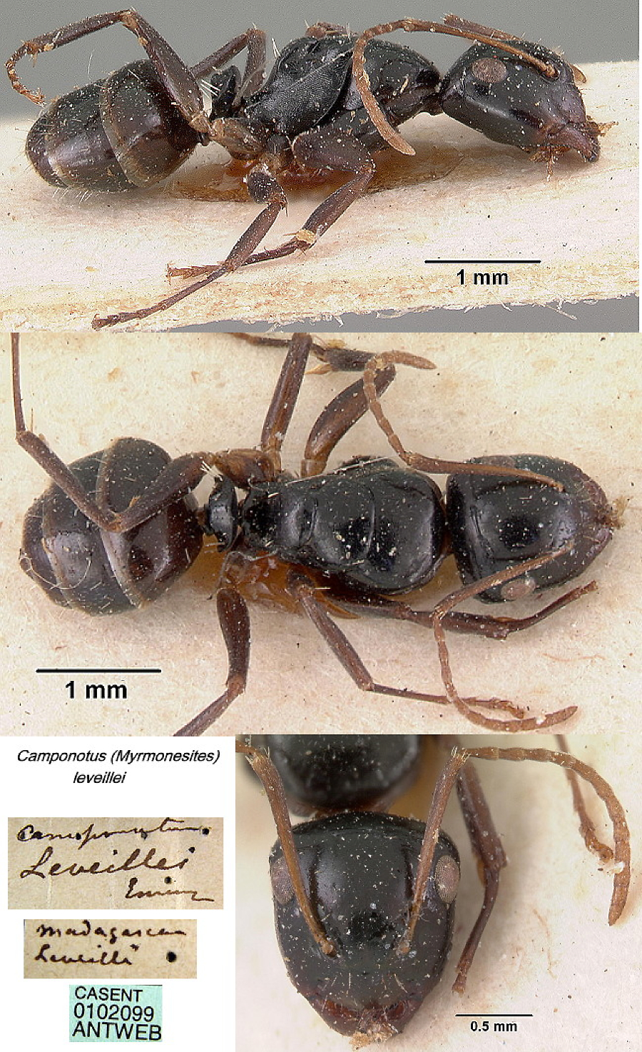 {Camponotus (Myrmonesites) leveillei
