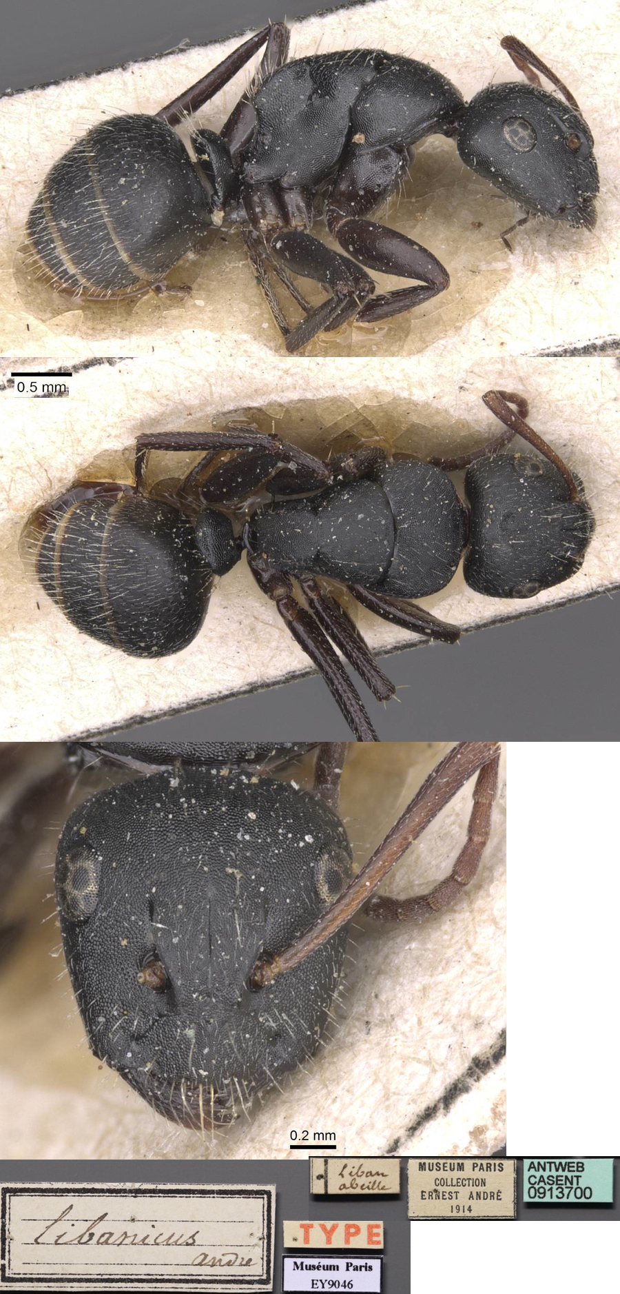 Camponotus libanicus major