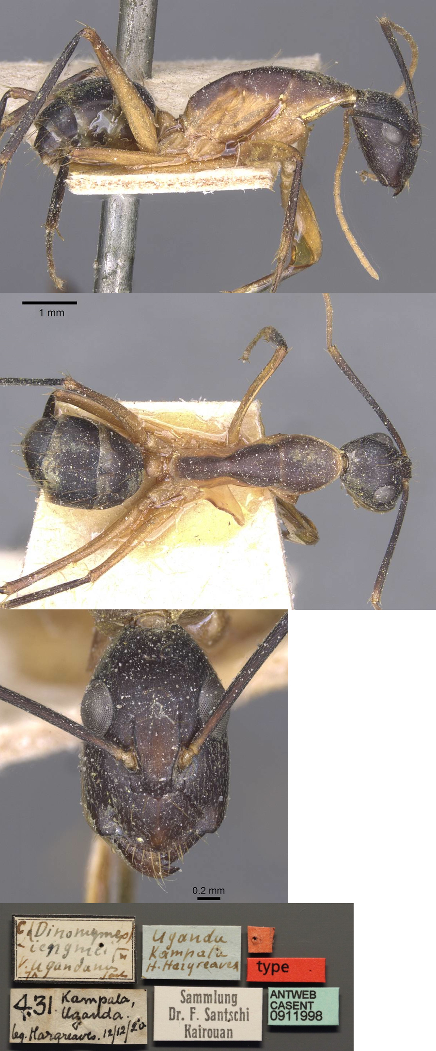 {Camponotus ugandensis minor}