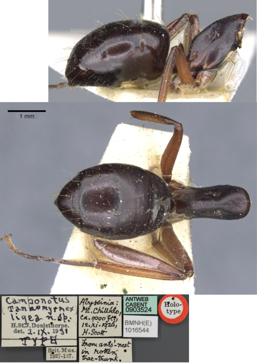 Camponotus ligeus major