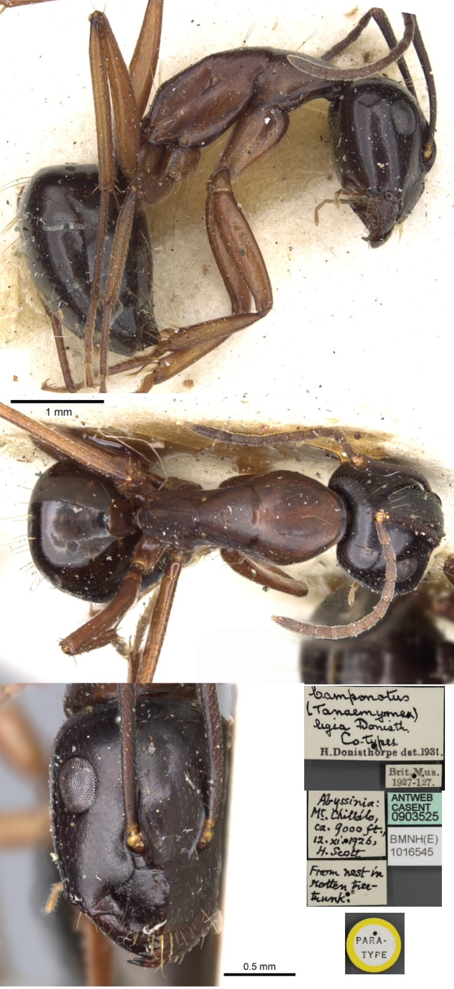 Camponotus ligeus minor