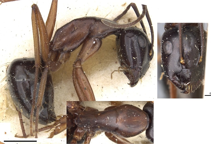 Camponotus ligeus minor