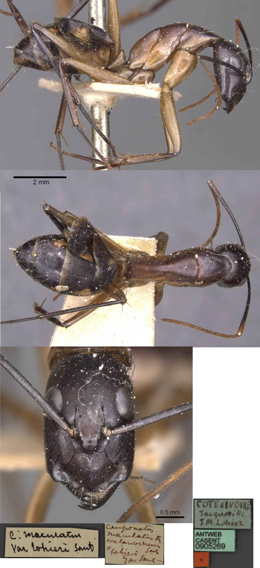 Camponotus lohieri minor