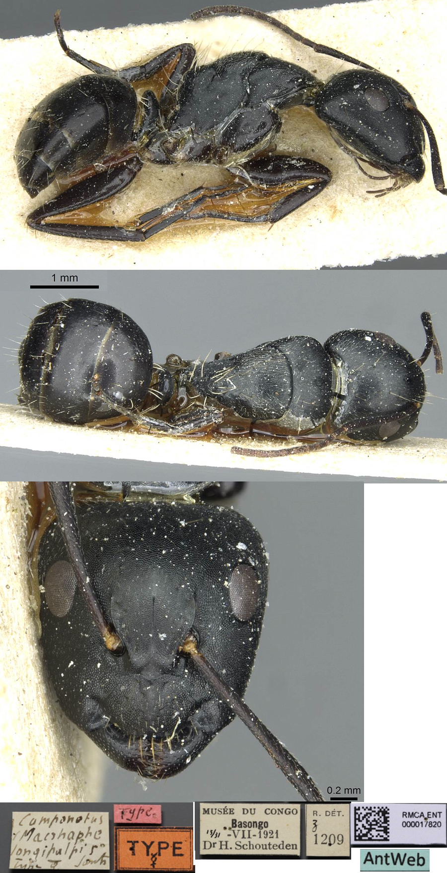 Camponotus longipalpis